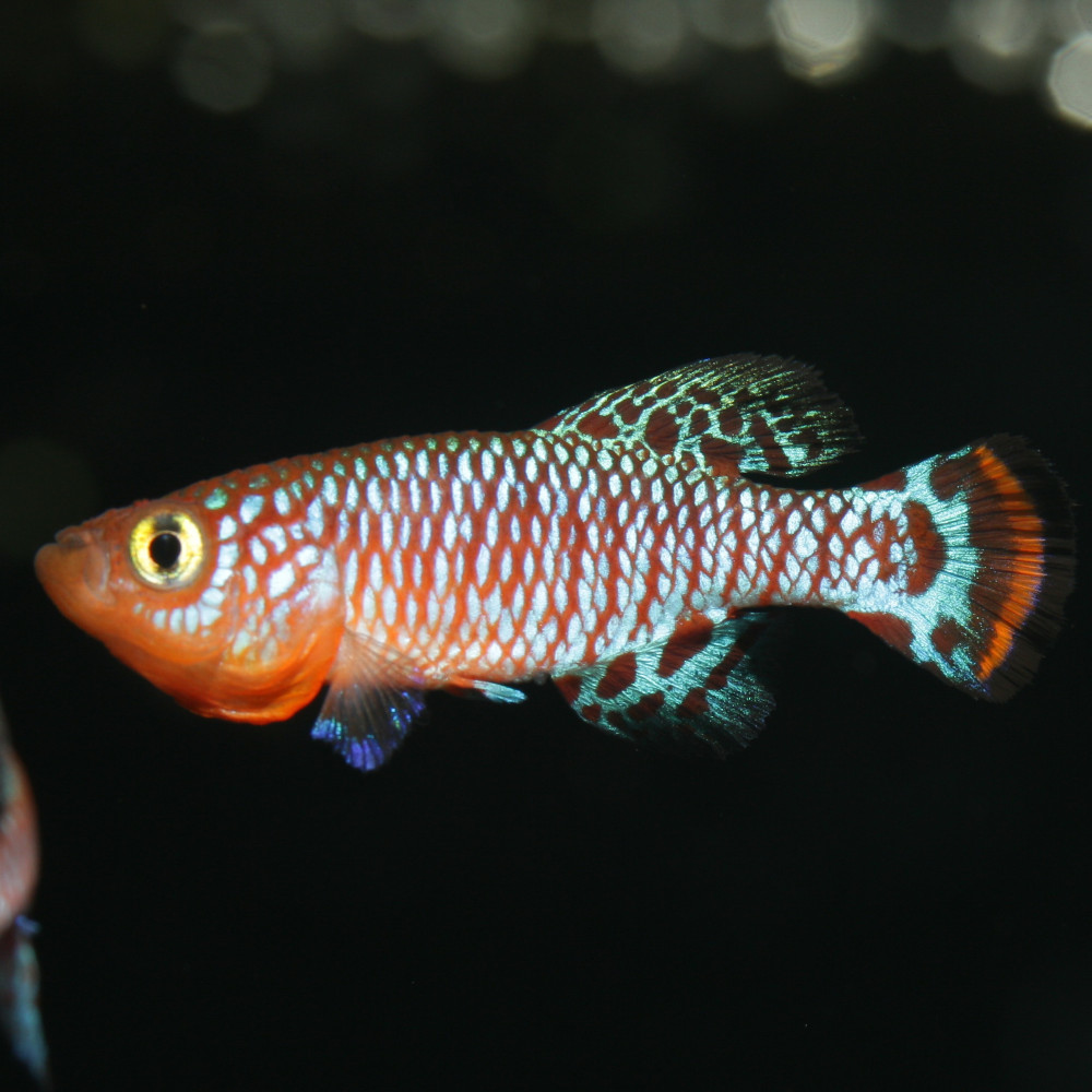 JBL PRONOVO KILLIFISH Grano S 100 ml
