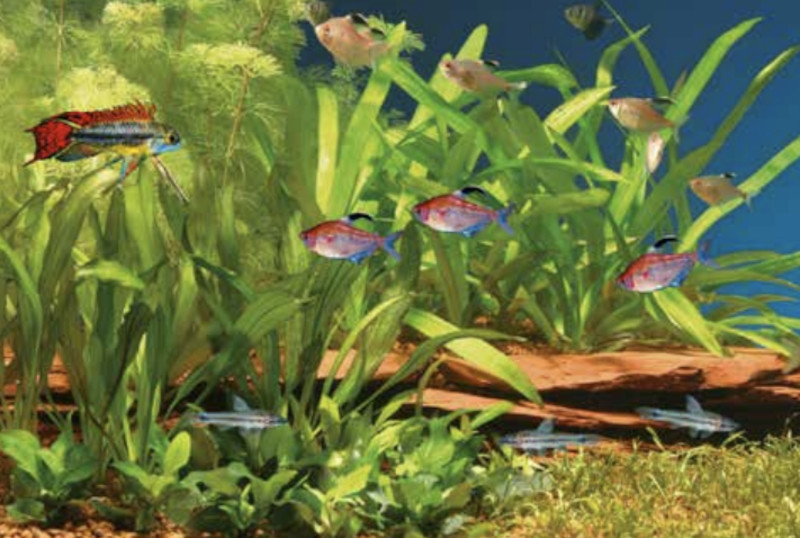 Ratgeber Süßwasser-Aquaristik zum Download