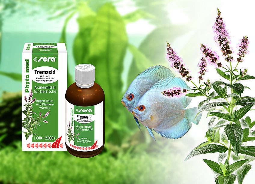 sera Phyto med Tremazid mit Pfefferminzöl