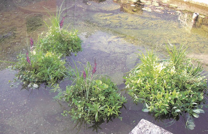 AquaForte Pflanzeninsel schwimmend Anwendung
