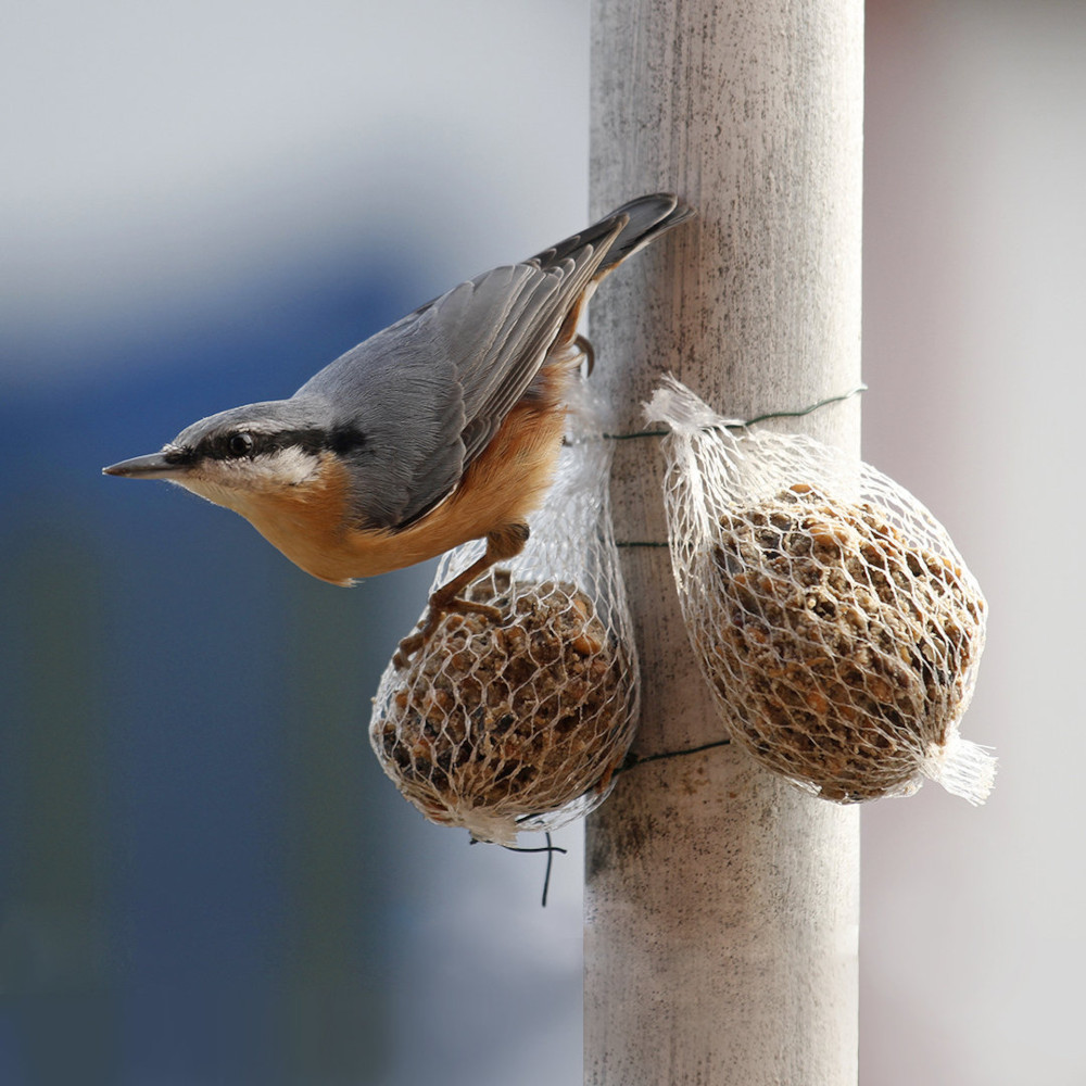 Claus Power-Knödel mit Insekten 4 St. im Bio-Netz