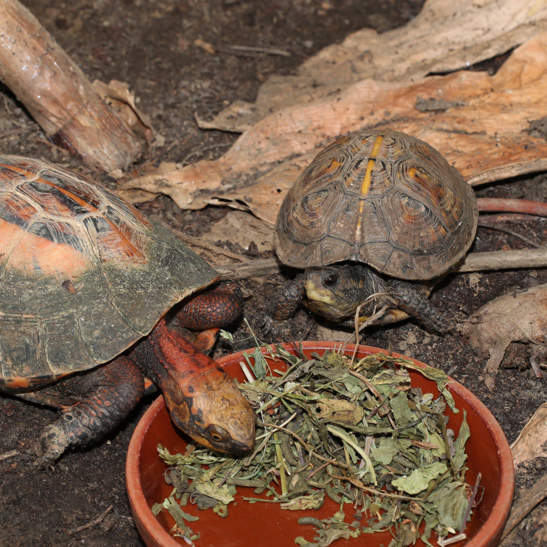 JBL PROTERRA HERBIL 0,25 Liter -Landschildkrötenfutter-