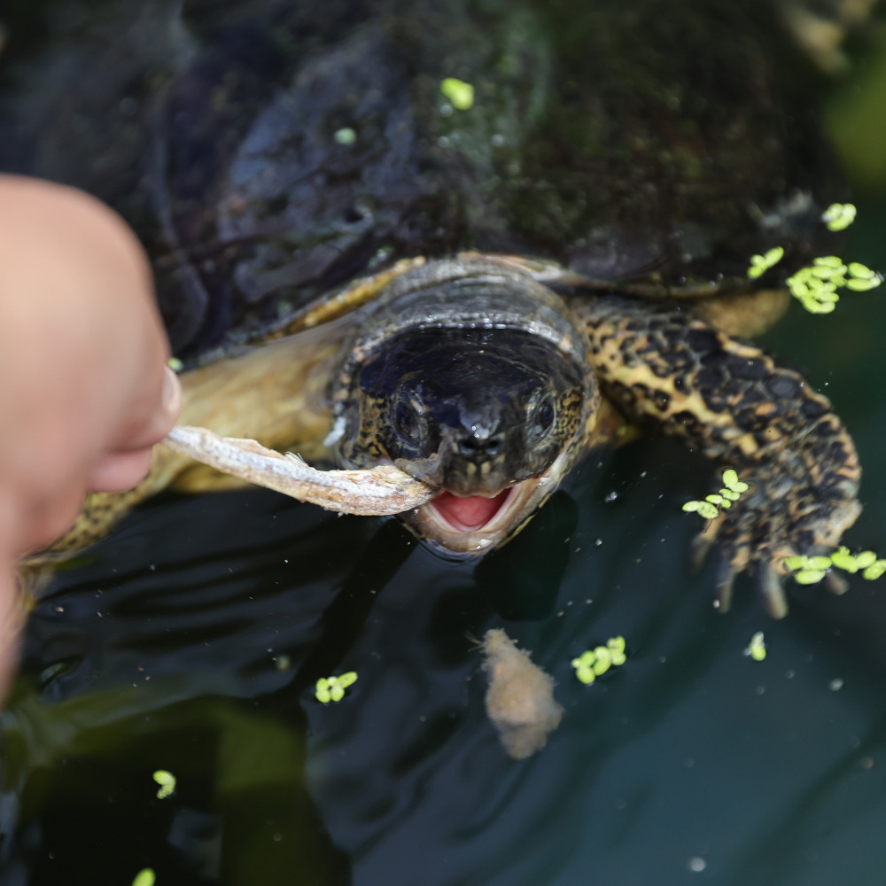 JBL PROTERRA PESCARUS 0,25 Liter -für alle Sumpf- und Wasserschildkröten- 