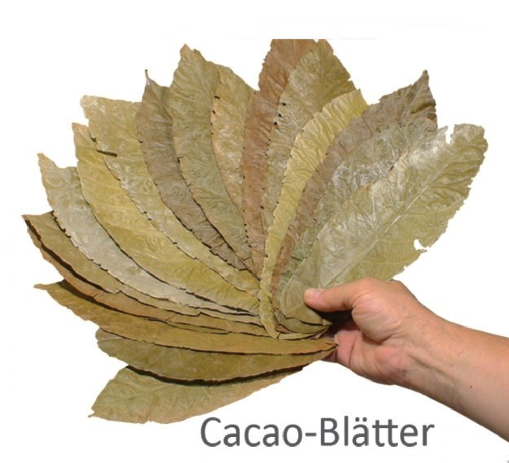 Theobroma-Cacao-Blätter  10 St.
