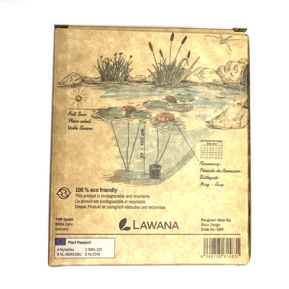 Lawana Nymphea Sioux Orange Seerose 