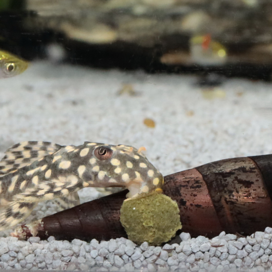 JBL PRONOVO PLECO Wafer M