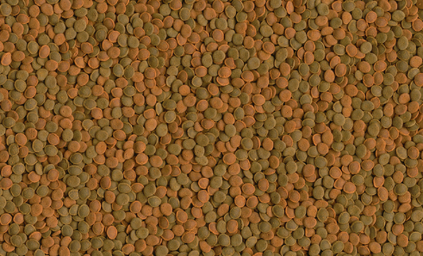 Tetra WaferMix Futterbild