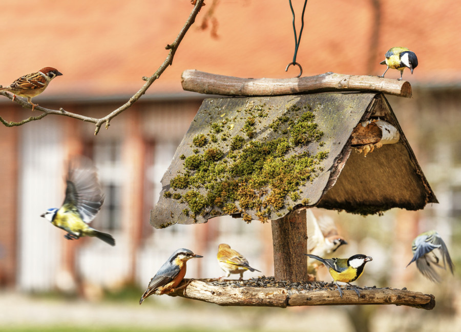 Claus Balkonfutter 1,0 kg -Nährreicher Mix für heimische Vögel-