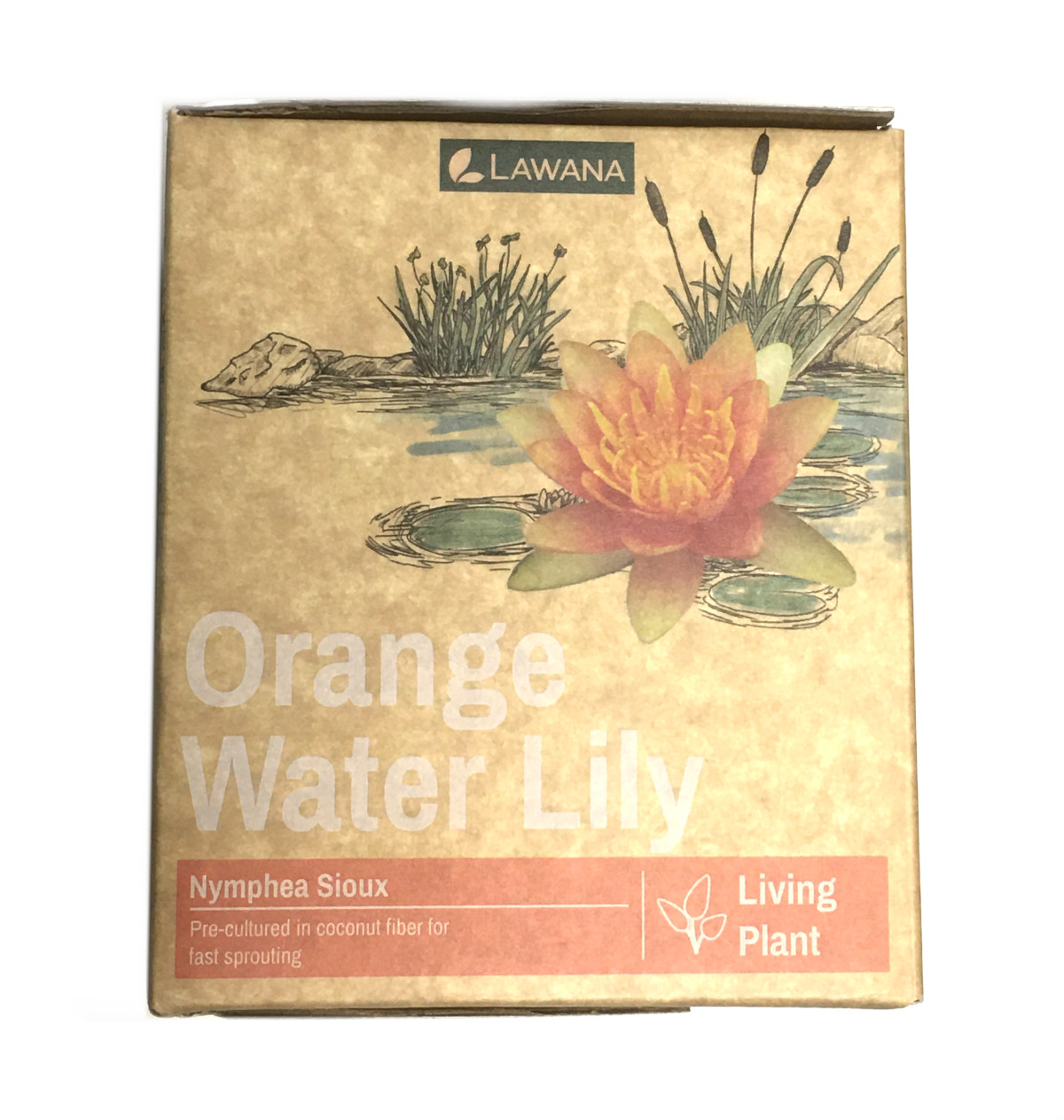 Lawana Nymphea Sioux Orange Seerose 