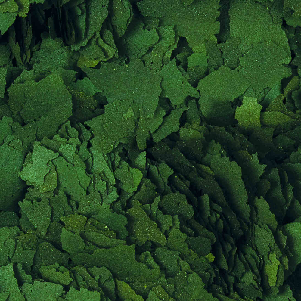 Tropical Super Spirulina Forte im Detail