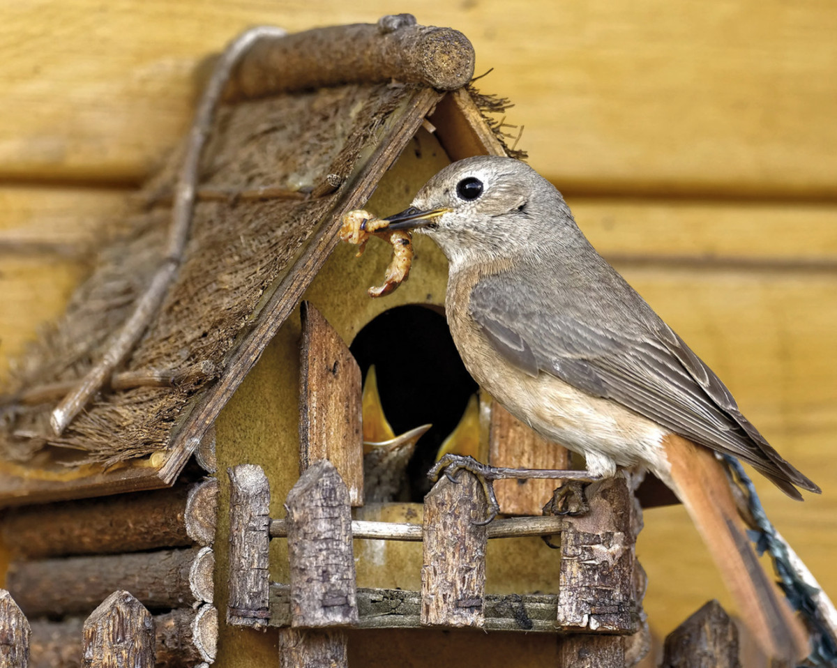 Claus Energiefutter 0,7 kg für Wildvögel Fütterung