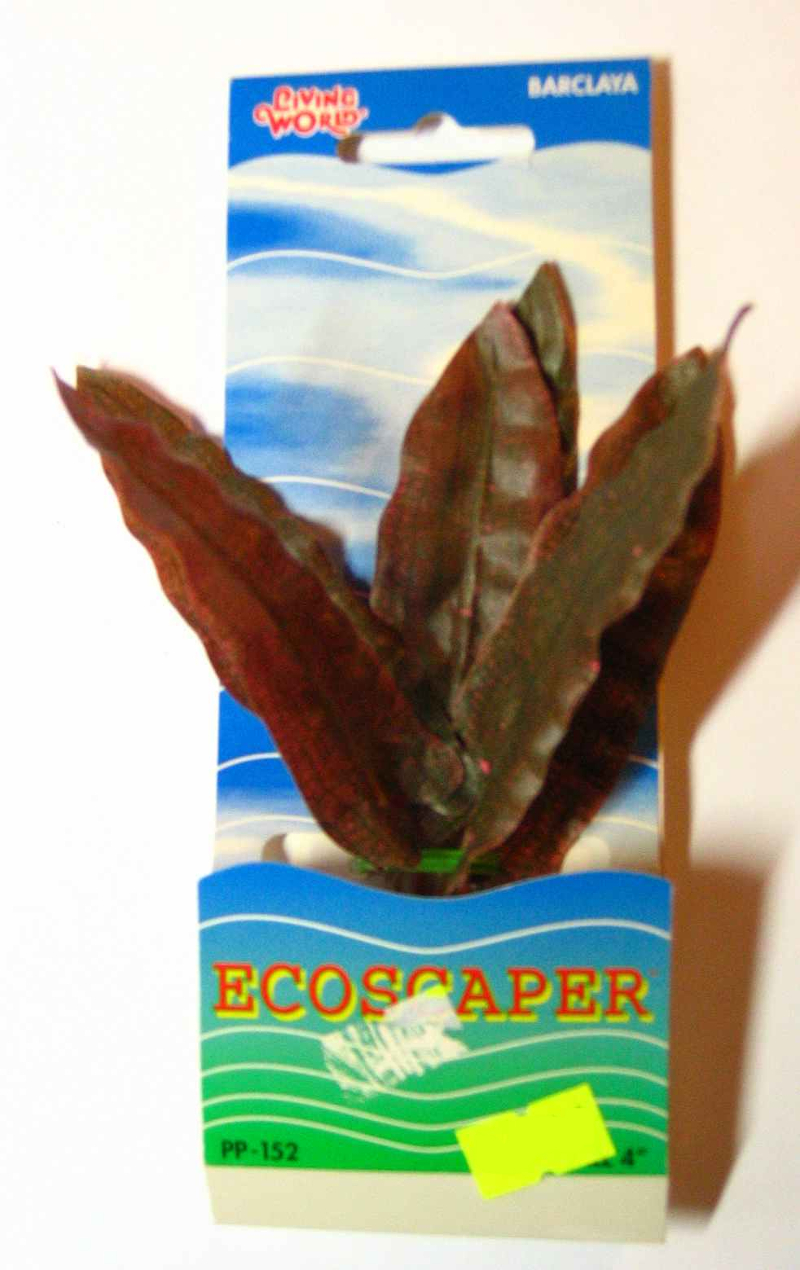 Seidenpflanze Barclaya (rot) 10 cm