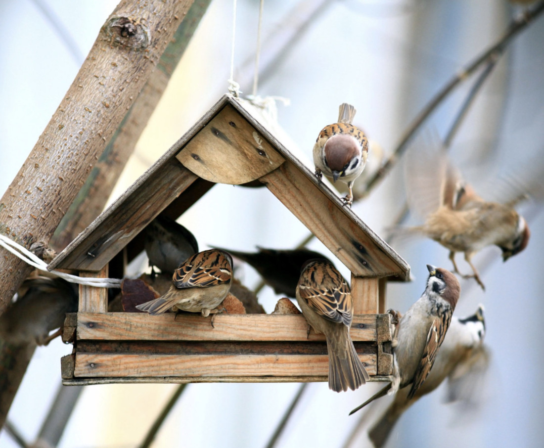 Claus Spatzenfutter im Futterhaus
