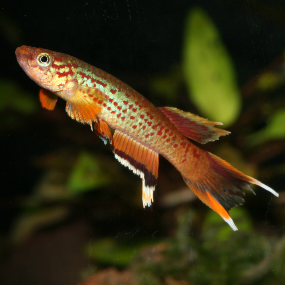 JBL PRONOVO KILLIFISH Grano S 100 ml